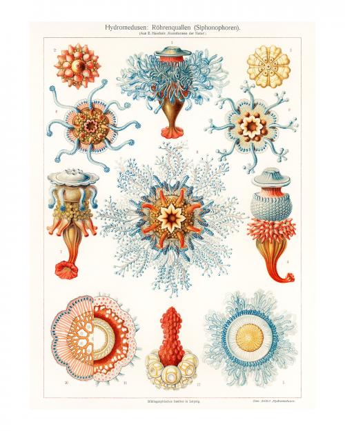 Tube jellyfish vintage illustration wall art print and poster design remix from original artwork - 2265729