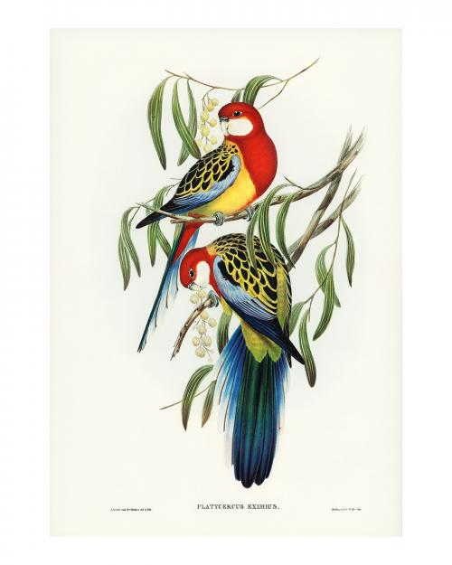 Rose-hill parakeet vintage illustration wall art print and poster design remix from the original artwork. - 2267409