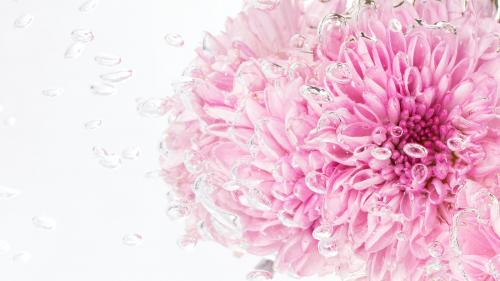 Pink chrysanthemum flower in water with air bubbles macro shot - 2273572