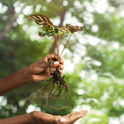 Hand holding a peacock plant - 2276890