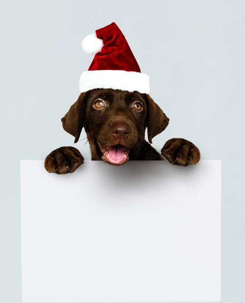 Adorable Labrador Retriever puppy wearing a Christmas hat holding a board mockup - 542245