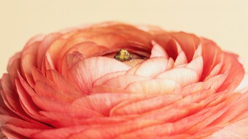 Orange buttercup flower with curves and layers macro shot - 2293706