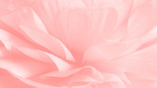 Pink ranunculus flower macro photography - 2315562