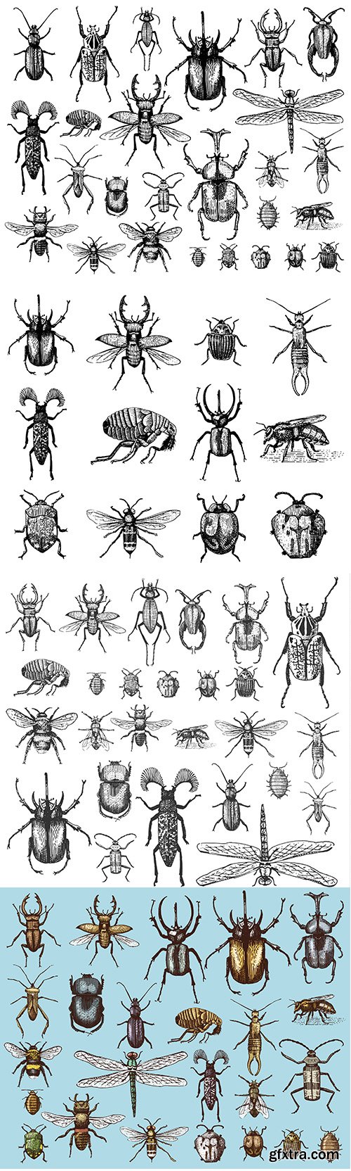 Big set of insects bugs beetles and bees in vintage old hand drawn style