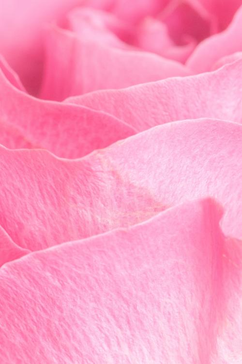 Pink rose petals macro photography background - 2293679