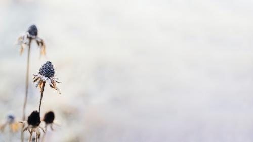 Frosty wildflowers in winter textured background - 2255508