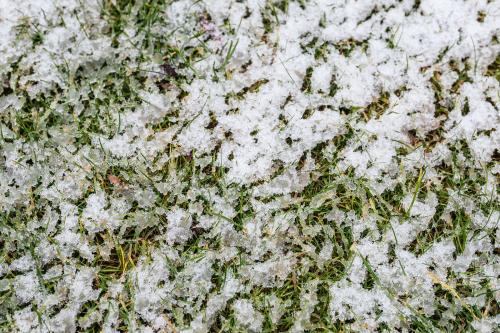 Snow covered green lawn background - 2255792