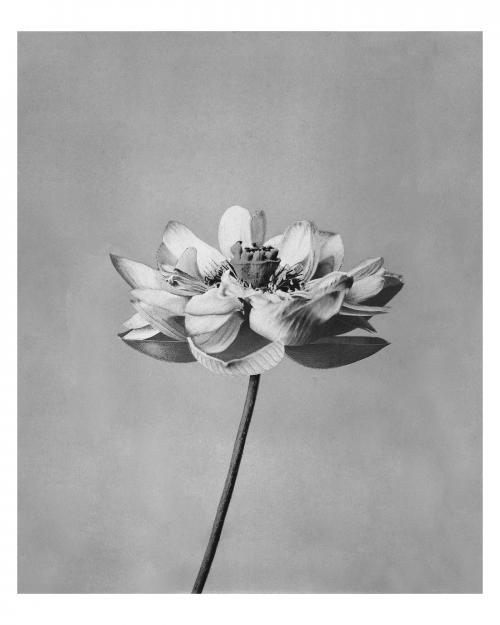 Monochrome lotus flower artwork vintage wall art print and poster design remix from original photography by Ogawa Kazumasa. - 2267641