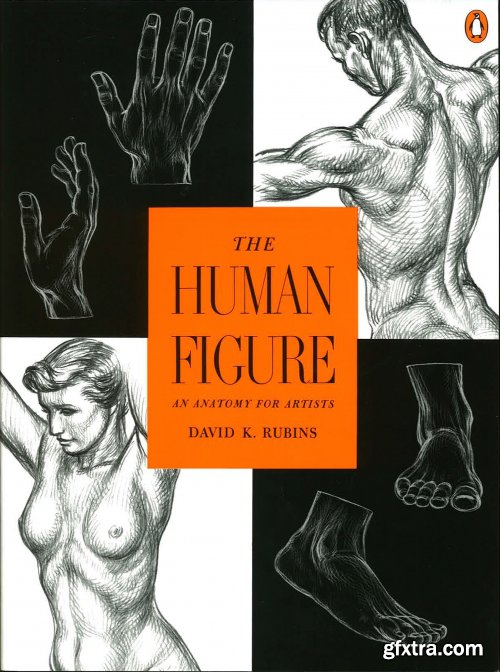 The Human Figure: An Anatomy for Artists