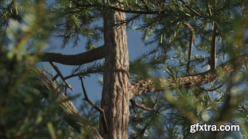 Vertex Trees - Scots Pines Bundle (MAX, C4D, Houdini, FBX)