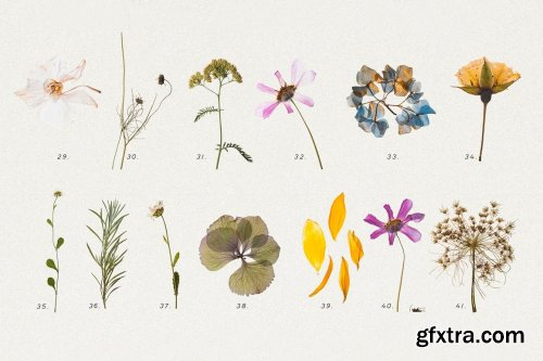 CreativeMarket - BUNDLE - Dry Flowers & Leaves 4592866