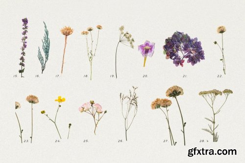 CreativeMarket - BUNDLE - Dry Flowers & Leaves 4592866