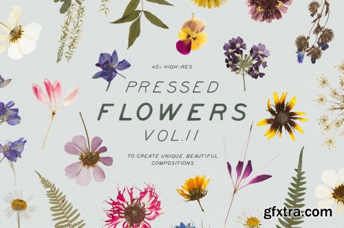 CreativeMarket - BUNDLE - Dry Flowers & Leaves 4592866