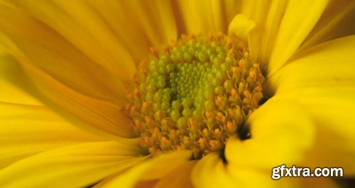 KelbyOne - Close-Up: Continuing in Macro Photography