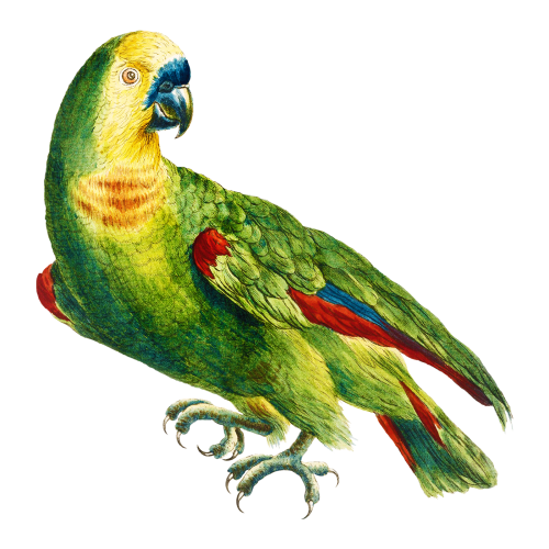 Parrot vintage illustration transparent png - 2274601