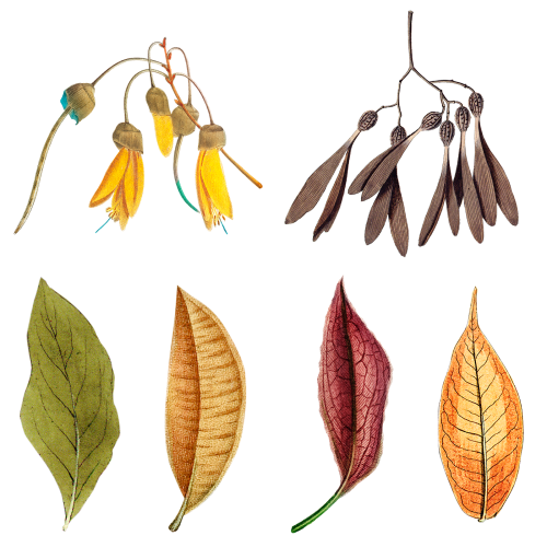 Mixed flowers and leaves set transparent png - 2094425