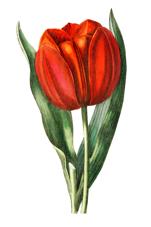 Vintage Gesner's tulip transparent png - 2025422