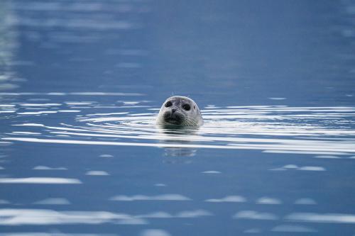 Cute seal playing in Glacier Lagoon, Iceland - 2041492