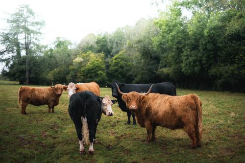 Herd of cows in Wales - 2047664