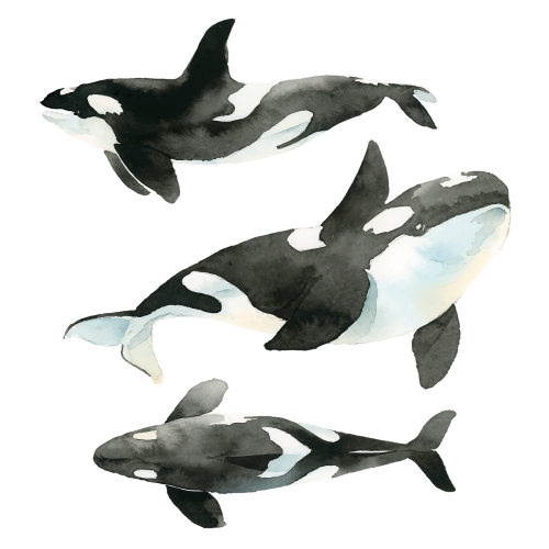 Watercolor painted killer whale transparent png - 2097708