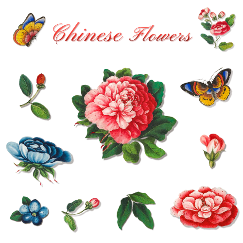 Beautiful vintage Chinese flower illustrations set transparent png - 2205217