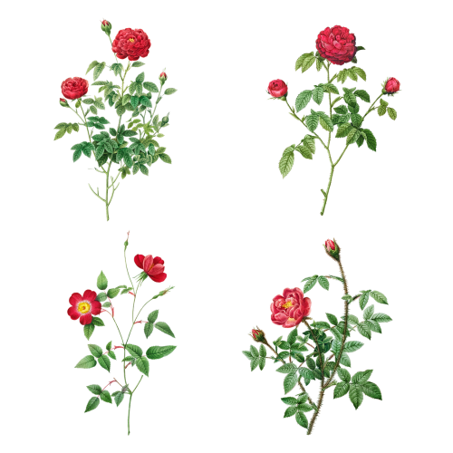 Vintage rose flower transparent png set - 2228926