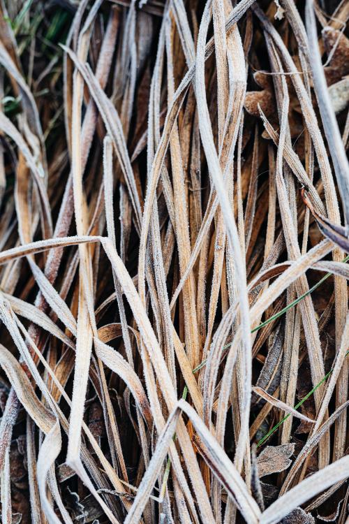 Frozen dry grass textured background - 2255492