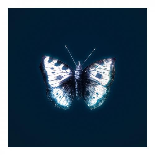 Vintage glowing butterfly illustration wall art print and poster. - 2266666