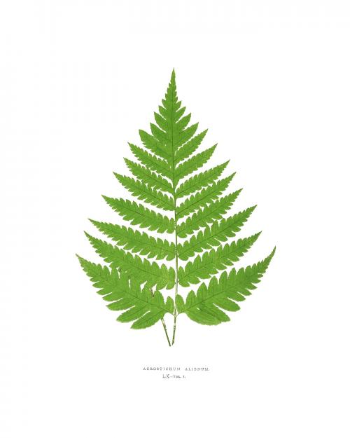 Fern leaf vintage illustration by Edward Joseph Lowe. Digitally enhanced by rawpixel. - 2267276