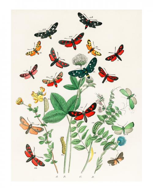 Fluttering butterflies and caterpillars vintage illustration wall art print and poster design remix from original artwork. - 2267295