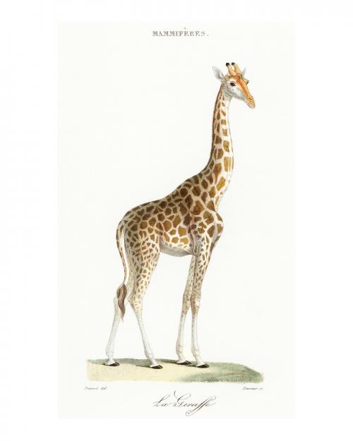 Standing giraffe vintage illustration by Florent Prevos. Digitally enhanced by rawpixel. - 2267362