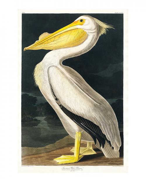 American White Pelican from Birds of America vintage illustration by John James Audubon. Digitally enhanced by rawpixel. - 2267436