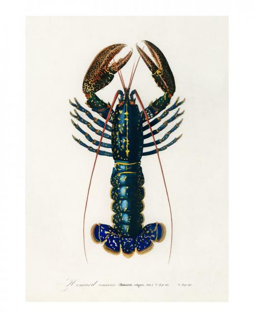 Crimson Crawfish vintage illustation by Charles Dessalines D' Orbigny. Digitally enhanced by rawpixel. - 2267476