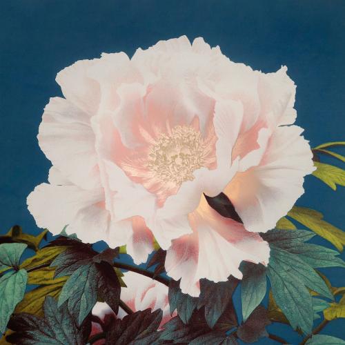 Peony vintage illustration artwork, remix from orginal photography. - 2270405