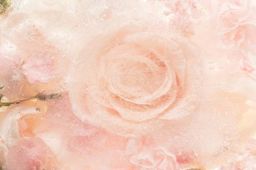 Pink blooming rose flower background - 2270464