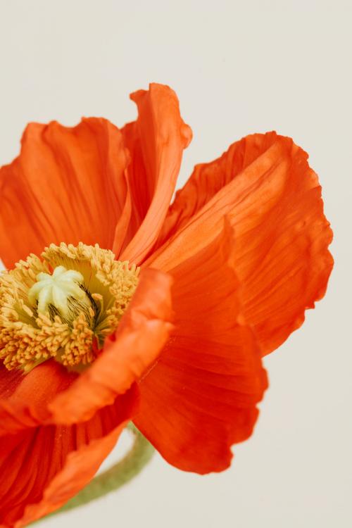 Close up of red poppy flower on beige background - 2273510