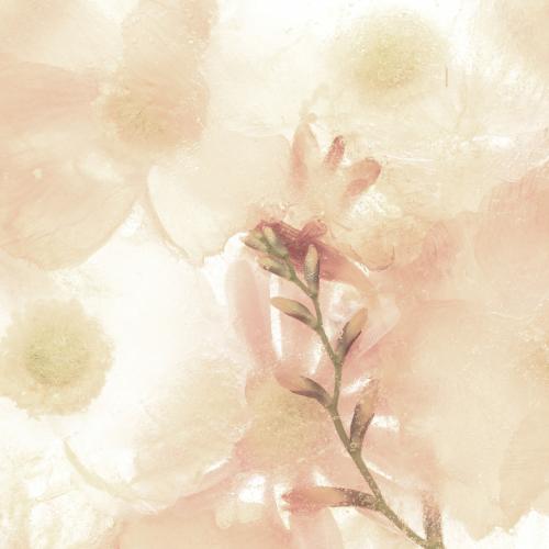 Beige anemone flower background - 2279857