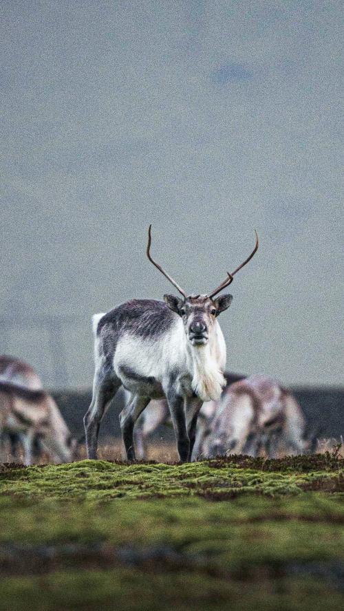 Icelandic reindeers at the South Coast of Iceland mobile phone wallpaper - 2042615