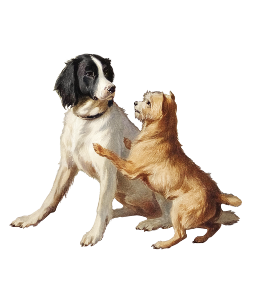 Painting of two playful dogs transparent png - 2049843