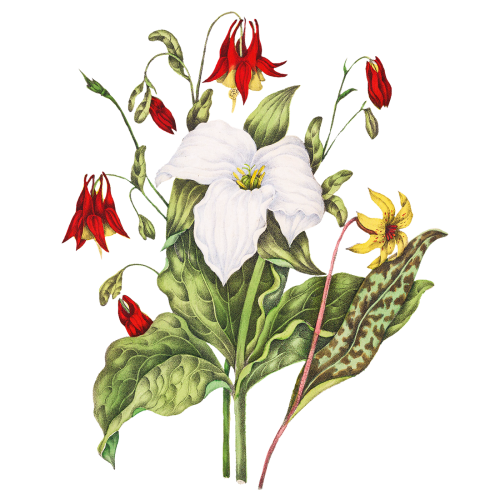 Yellow Adders Tongue, Large White Trillium, and Wild Columbine flower bouquet transparent png - 2091413