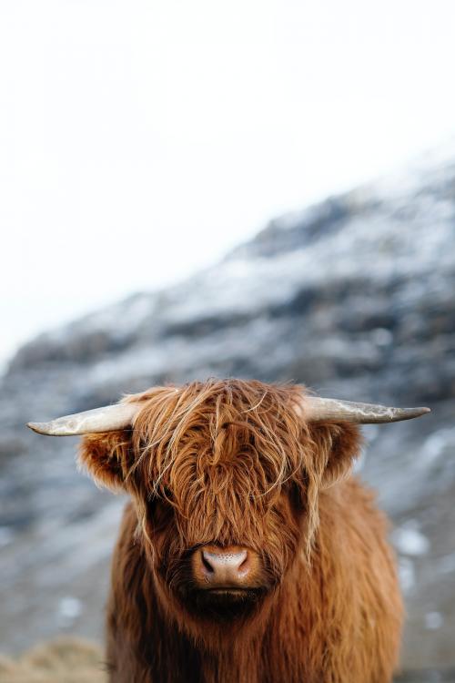 Scottish highland calf in the field - 2208650