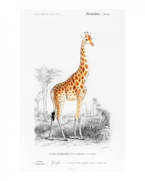 Standing giraffe vintage illustration wall art print and poster design remix from original artwork. - 2265705