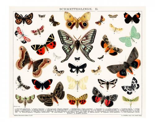 Colorful butterflies and moths collage vintage illustration wall art print and poster design remix from original artwork. - 2265726