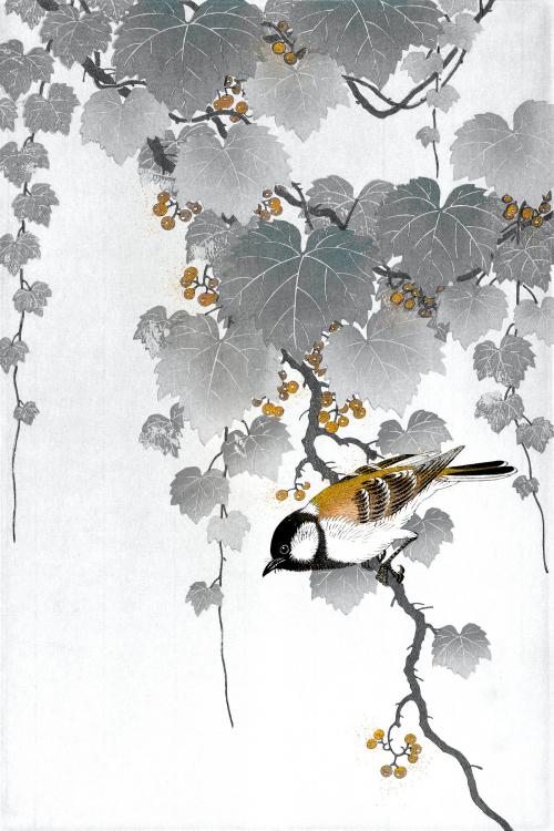 Great tit bird on a paulownia branch vintage illustration, remix from original artwork. - 2268374