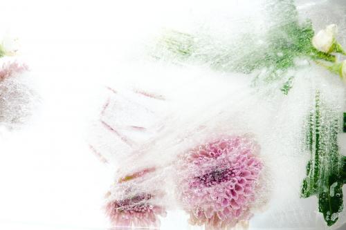 Beautiful pink chrysanthemum flowers and leaves frozen in ice with air bubbles - 2269985