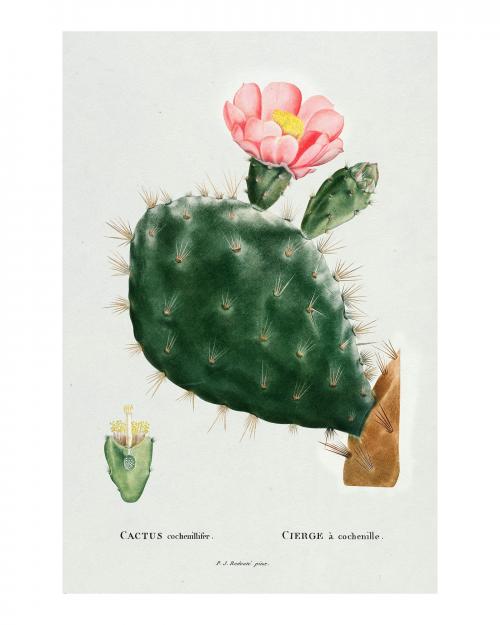 Prickly pear cactus vintage illustration, remix from original artwork. - 2271276