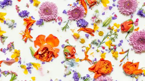 Colorful summer flowers in a milk bath background - 2293678