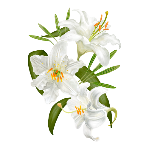 Illustration of Lily flowers transparent png - 2025424