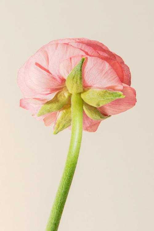 Blooming pink ranunculus flower - 2276510