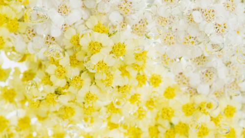 Yarrow flowers with air bubbles - 2293719